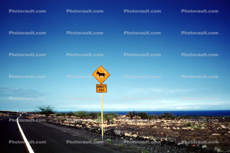 Donkey crossing, lava fields, Kona, Hawaii