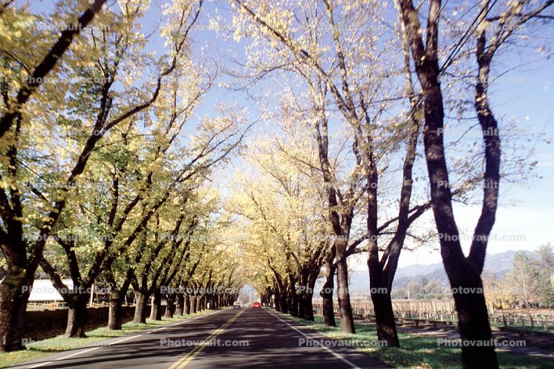 Tree Lined Road, Napa Valley, Highway 12