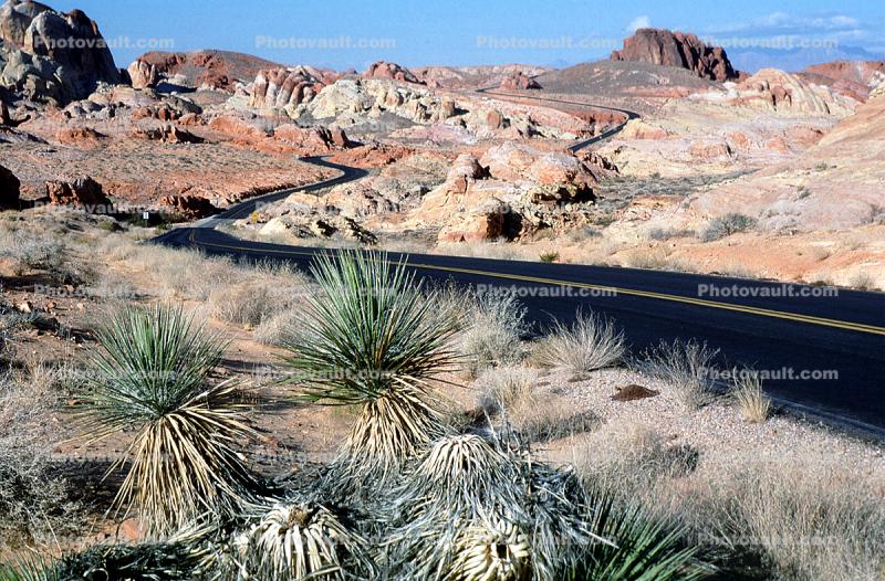 Yucca Plants, east of Las Vegas Nevada, Road, Roadway, Highway, Valley of Fire