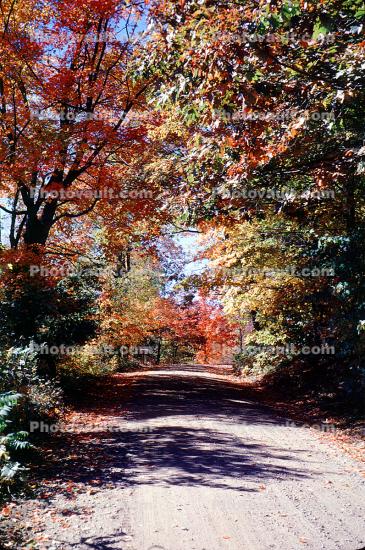 Dirt Road, unpaved, autumn trees