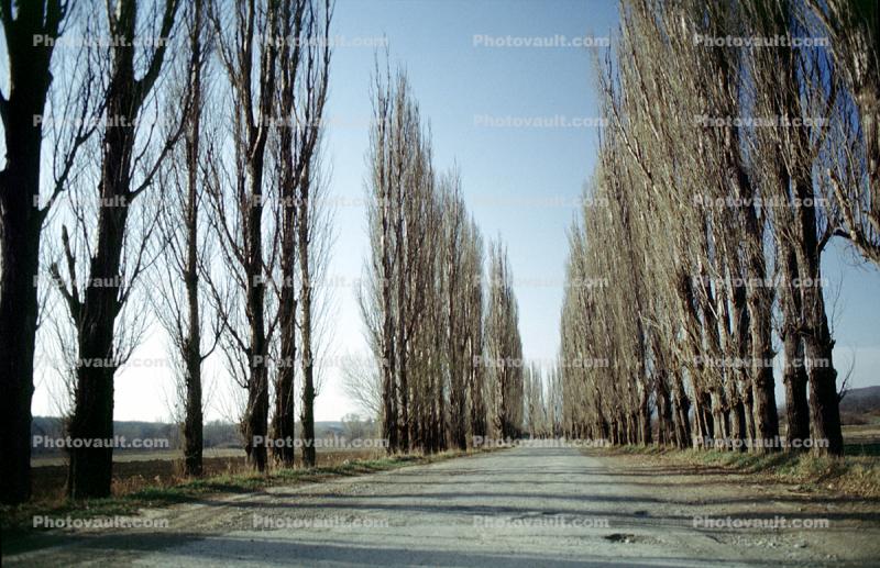 Highway, Tree Line Road