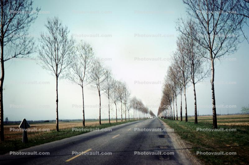 Road, Roadway, Highway, tree-lined