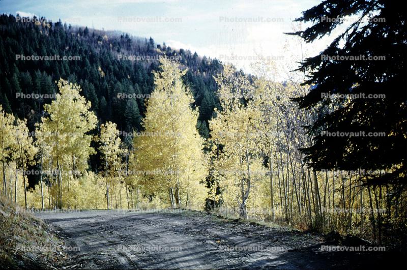 Road, Highway, Aspen Trees