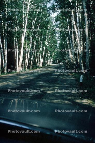 Tree Lined Street, Road, White Birch Trees
