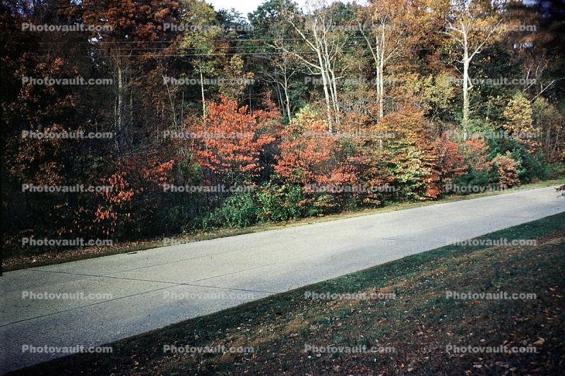 Fall Colors, Bare Trees, Road, 1953, autumn, 1950s