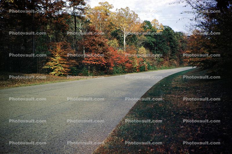 Fall Colors, Bare Trees, Road, autumn, 1953, 1950s