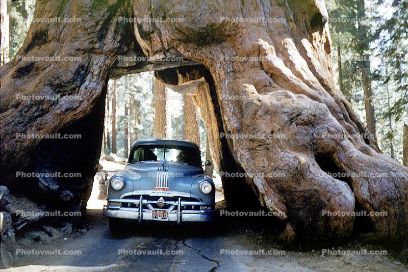 1951 Pontiac Chieftain, Drive-Through Tree, Wawona Tunnel, Sequoia, 1950s