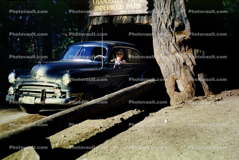 Chevy Deluxe, Chandler Tree, Drive-thru Tree, Underwood Park, California, 1950s