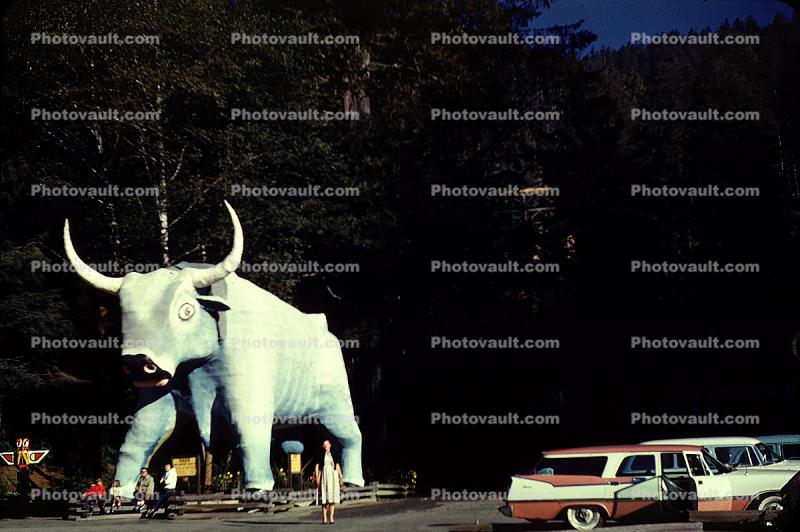 Babe the Bull, Station Wagon, Klamath, California, 1950s