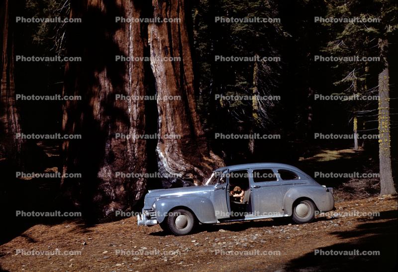 four-door Sedan, car, automobile, Sequoia Trees, Huge, big, 1940s