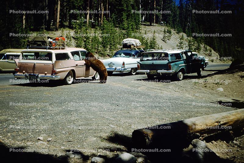 Bear Begging for Food, Rambler Station Wagon, 1950s