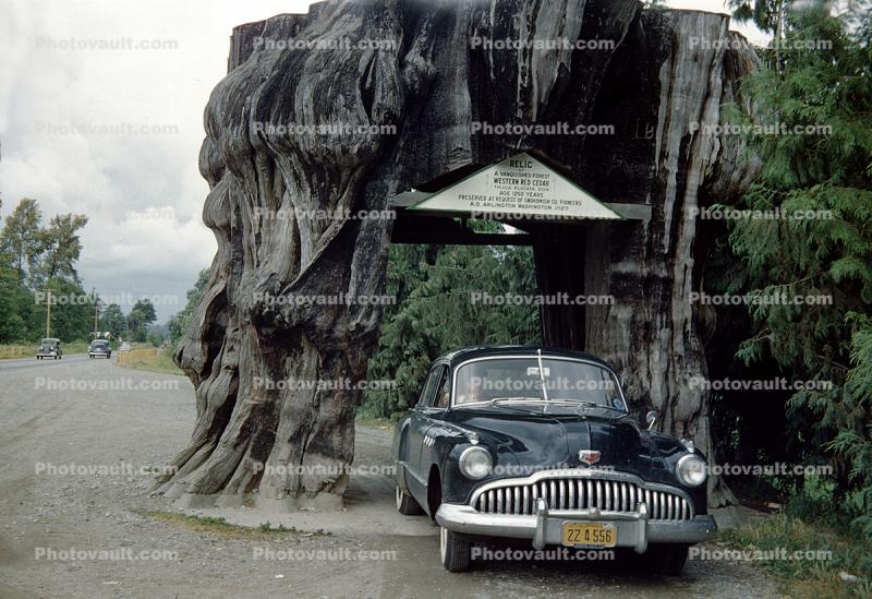 1952 Buick Super 88, Western Red Cedar, Thjua Plicata Don, Tree Stump, Snohomish County, 1950s