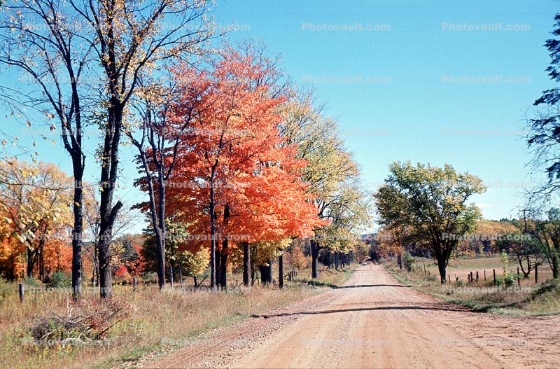 Dirt Road in Fall Colors, Trees