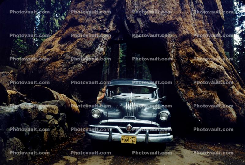 Pontiac, Car-through-a-tree, Tunnel, Pioneer Cabin tree, 1950s