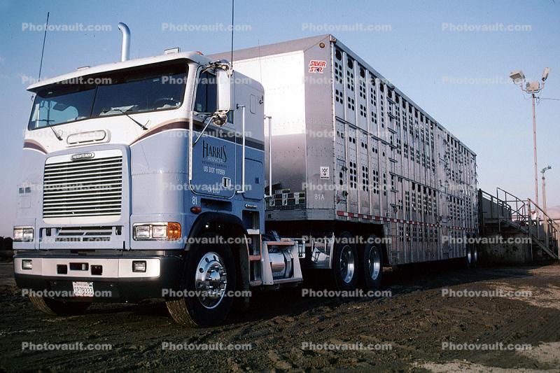 cattle, Semi Trailer Truck, Cabover