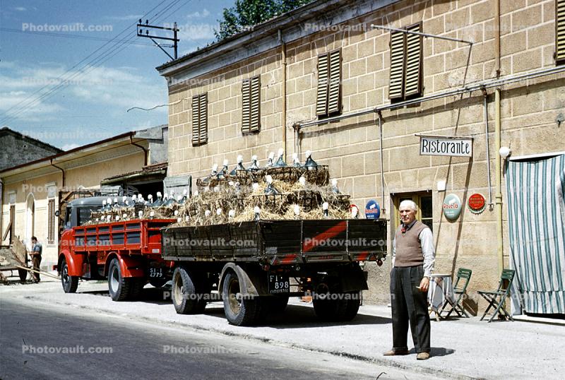 Turkeys, Farm Products bulk carrier, Trailer, Man, Buidlings, 1950s