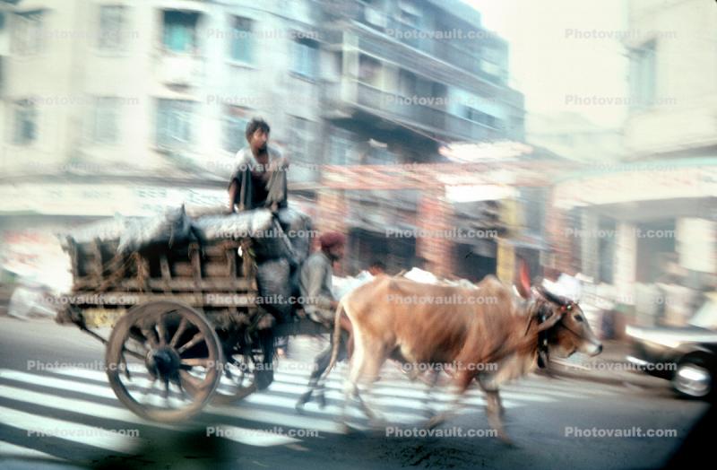 on the Streets of Mumbai, crosswalk, ox, oxen