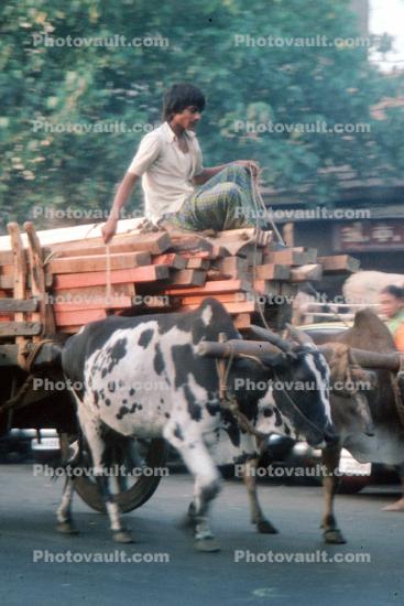 Man on a cart, lumber boards, oxen, cattle, cows