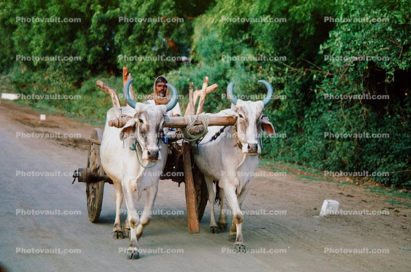 Brahma Bulls, Cattle, Cart, Blue Horns, Sevegram