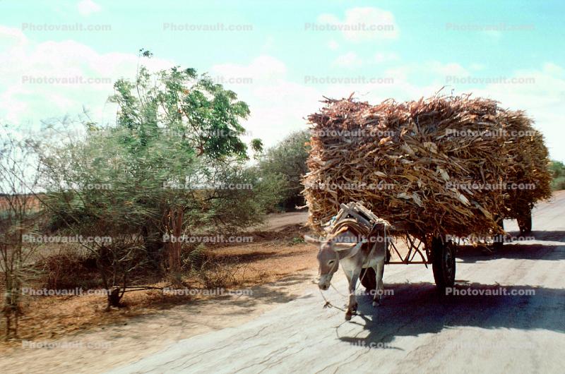 Donkey, Cart, Tree, Dirt Road, Roadway, Highway, Trees, Somalia, unpaved