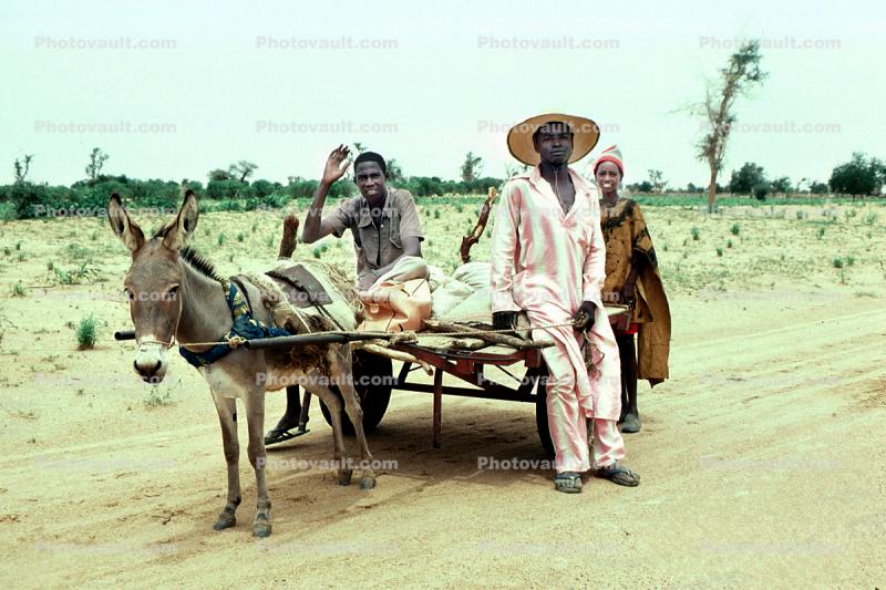 Donkey, Cart, Desert, Person