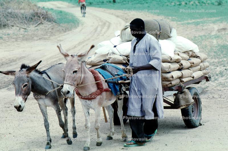 Donkey, Cart, Desert, Person