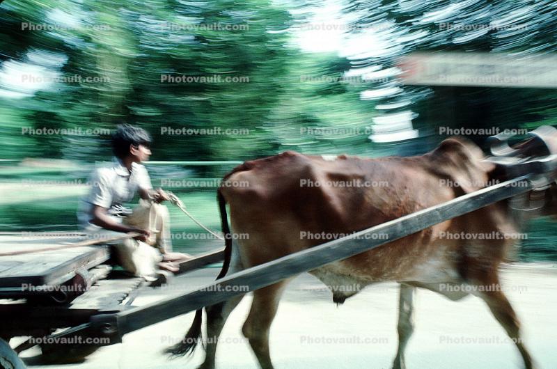 Oxen, Cow, Bayad Taluka