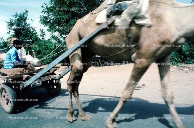 Camel, Cart, Bayad Taluka