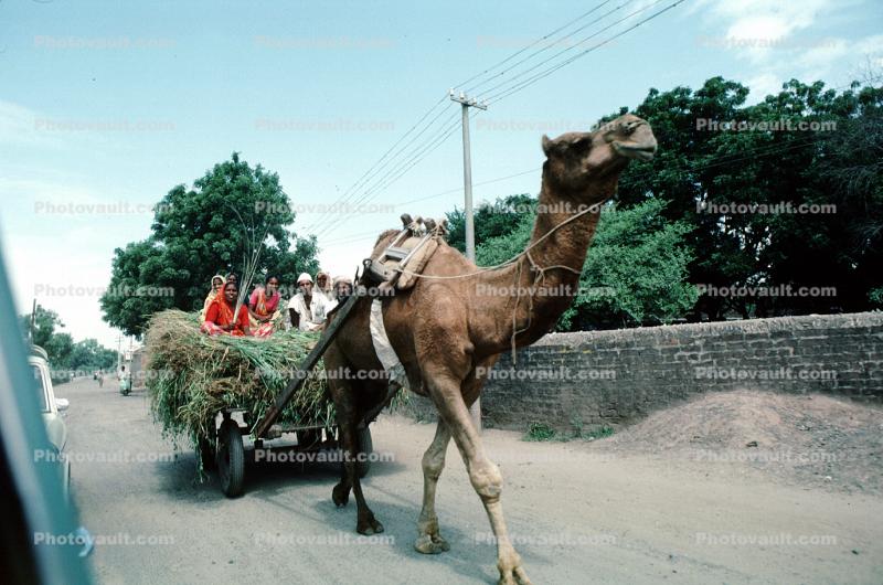 Camel, Cart, Bayad Taluka
