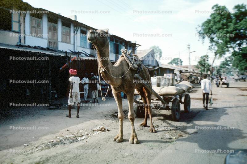 Camel, Cart, Ahmadabad, Bayad Taluka