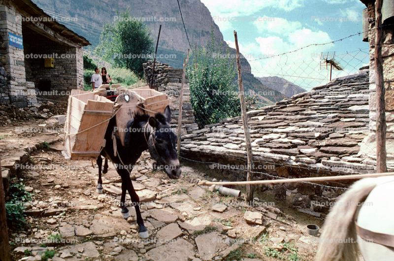 Donkey, Zagoria Epirus