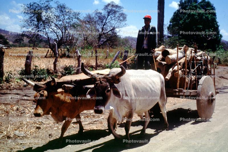 Oxen and Cart, Masaya, Nicaragua
