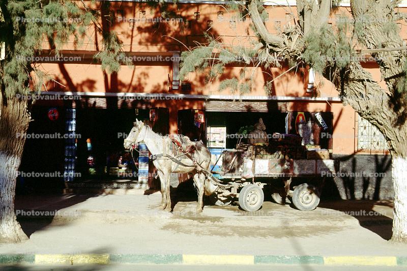Man, Cart, Essaouira, Morocco