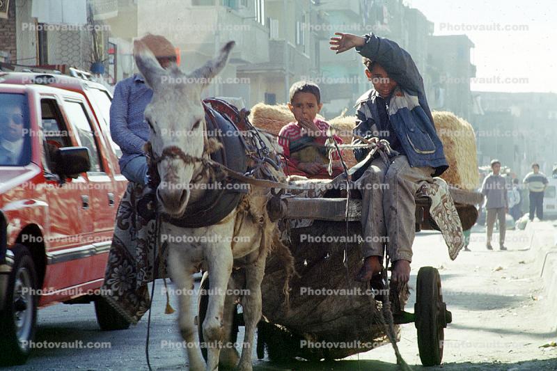 Donkey Cart, Cairo
