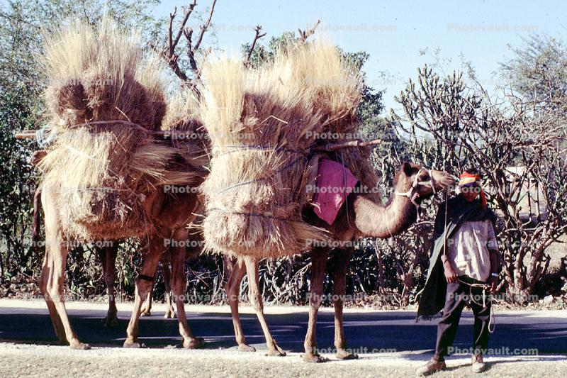 Camels overloaded with Hay