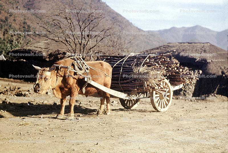 Ox, Wood Cart, Wheel, Pusan, South Korea
