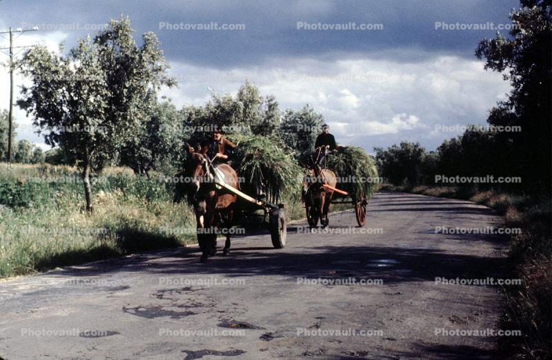 Hay Wagons, Horses, road