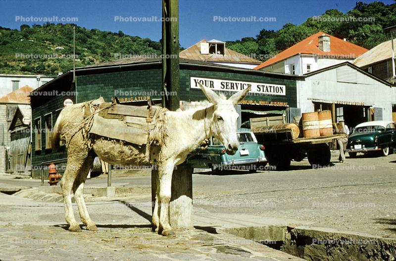 Donkey, cars, automobiles, vehicles, Saint Thomas, Virgin Islands, 1950s