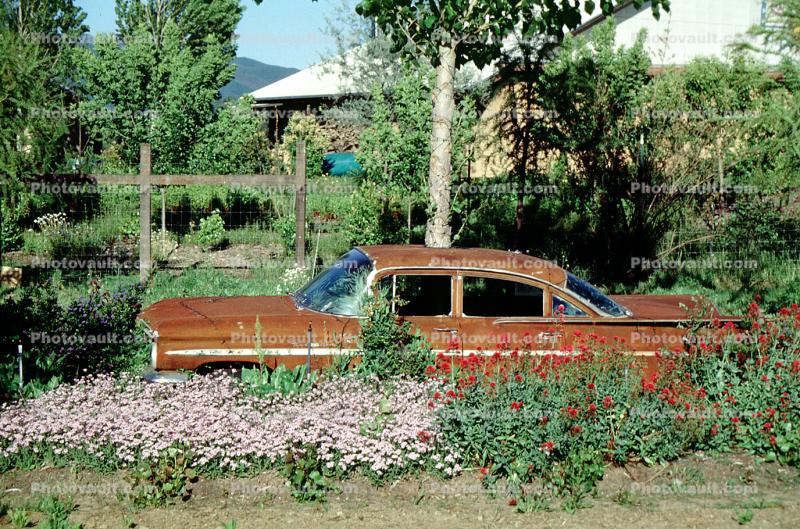 Chevy Impala, Rusting, Rust, flowers, Mendocino, County