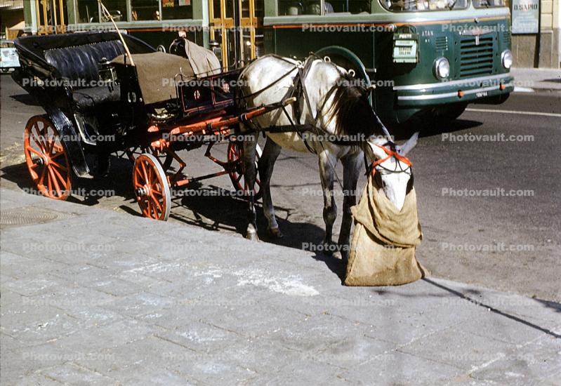 Horse and Buggy, Horse with self feeding burlap bag, West Virginia, 1958, 1950s