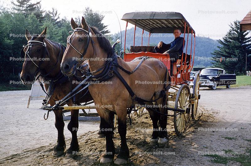 Horse and Buggy, New Hampshire, 1950s