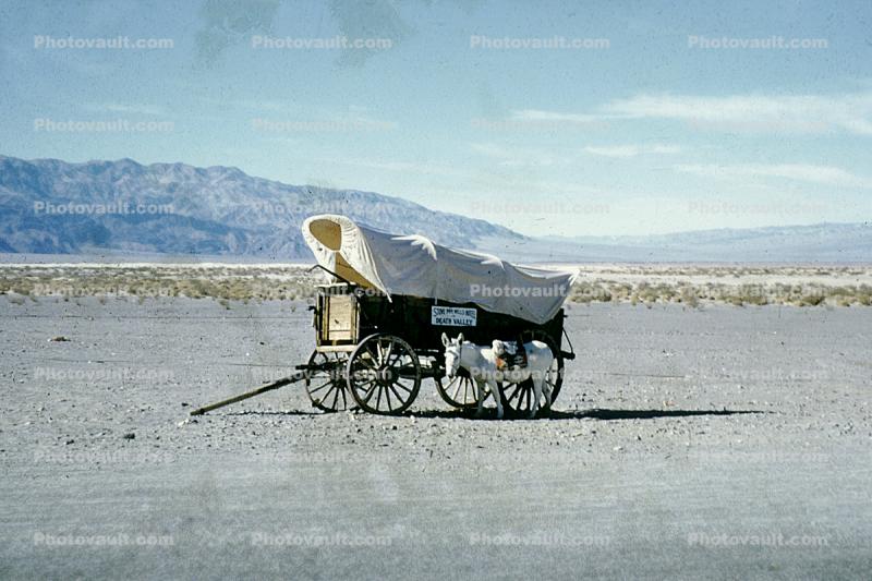 Conestoga Wagon, Mule, Desert, California or Bust, covered wagon
