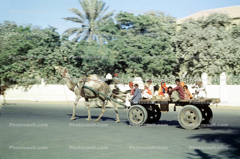 Camel, Cart using US Army Ordance Wheels, Karachi, 1951, 1950s
