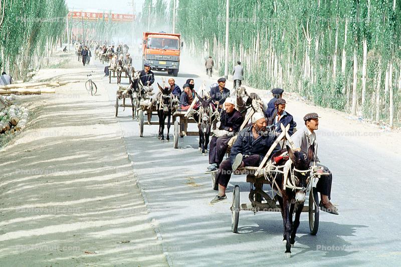 Donkey, freright carts, Serikbuya, Xinjiang, China
