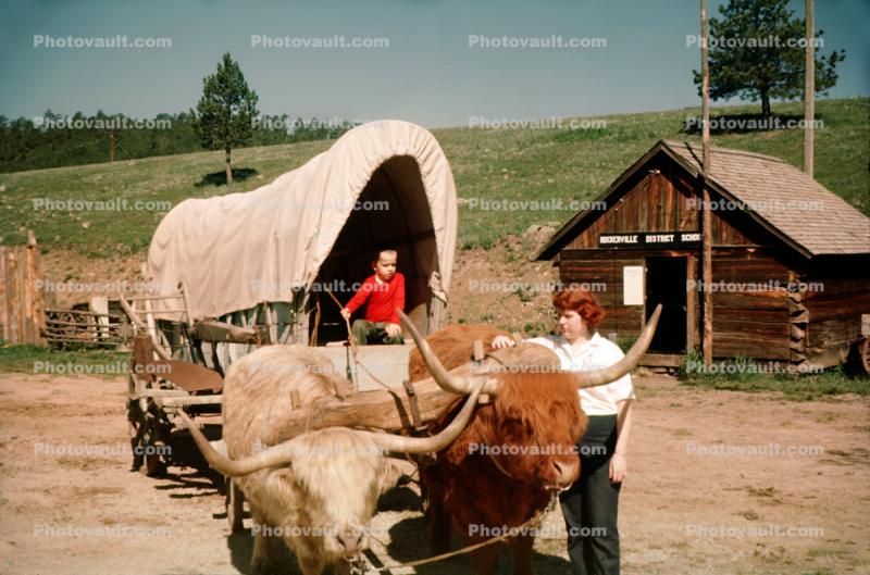 Conestoga Wagon, Log Cabin, Boy, Girl, Oxen, Cattle, Longhorn, 1950s