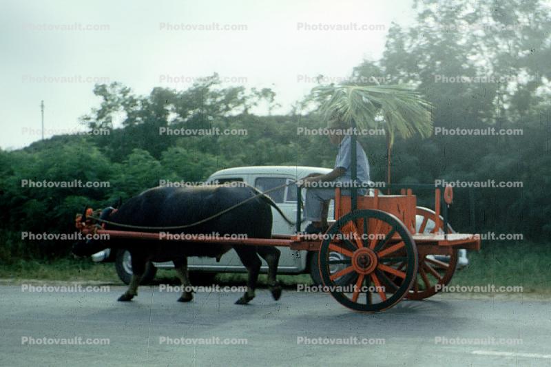 Carabow Cart, 1954, 1950s