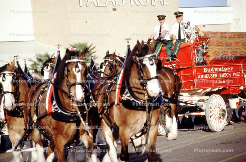 Budweiser Clydesdale Horses