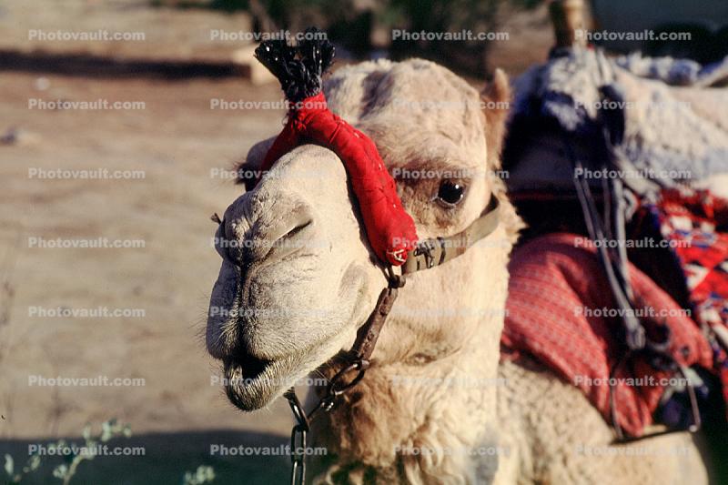 Camel, Dead Sea