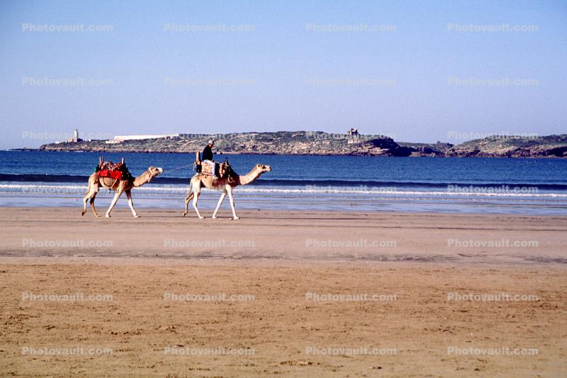 Camels on a Beach, Sand