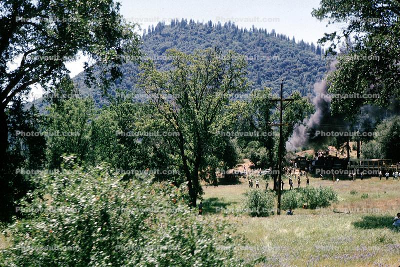 Feather River Railway, 1963, trees, forest, woodland, Oroville, 1960s